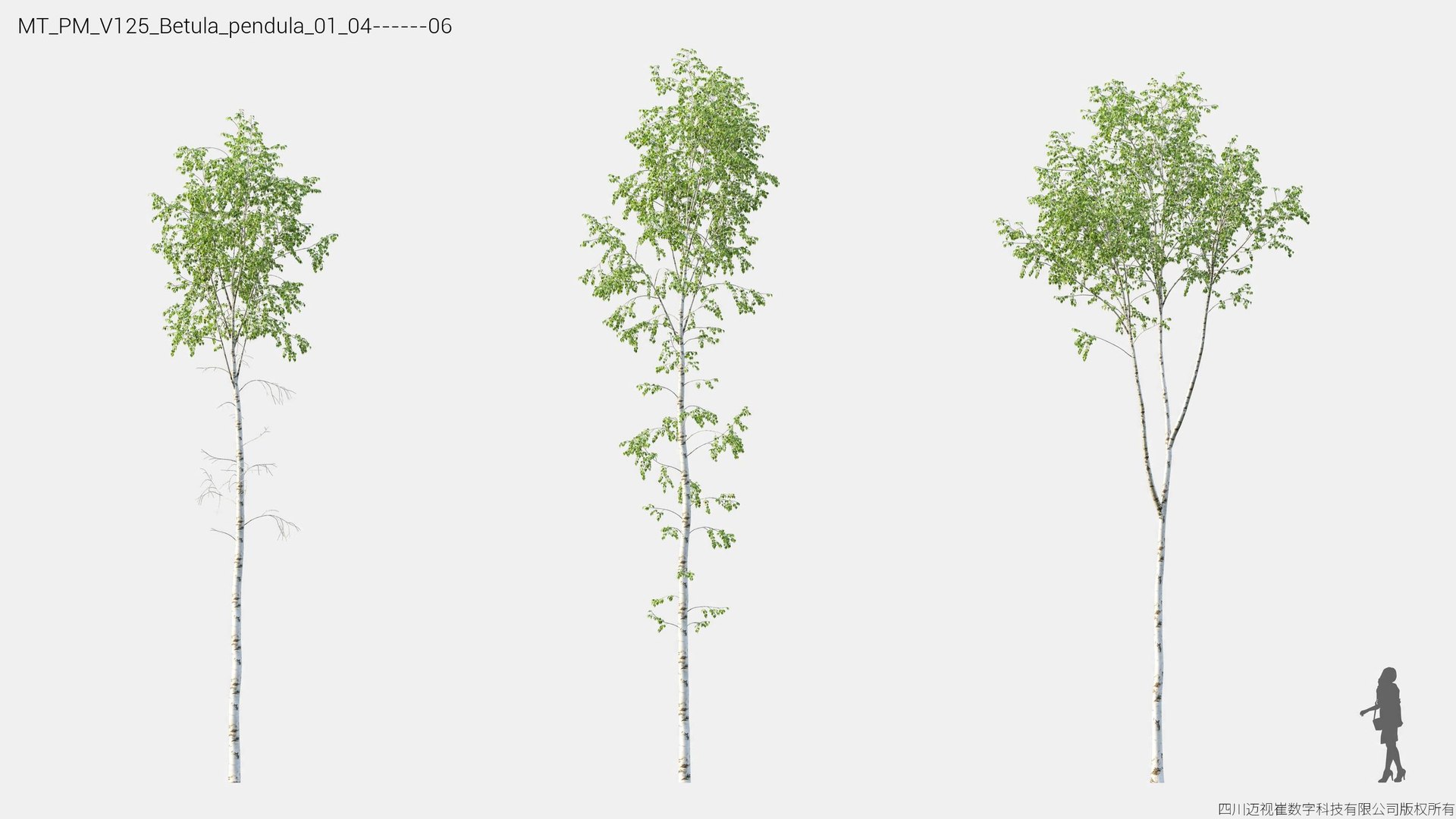 3D Plant Models Vol 125 - Mesh model https://p.turbosquid.com/ts-thumb/Bl/tVQpiv/nP/mt_pm_v125_betula_pendula_01_0406/jpg/1788507424/1920x1080/fit_q87/93749b11e5d141e796610c29c95f924fcbe2a289/mt_pm_v125_betula_pendula_01_0406.jpg