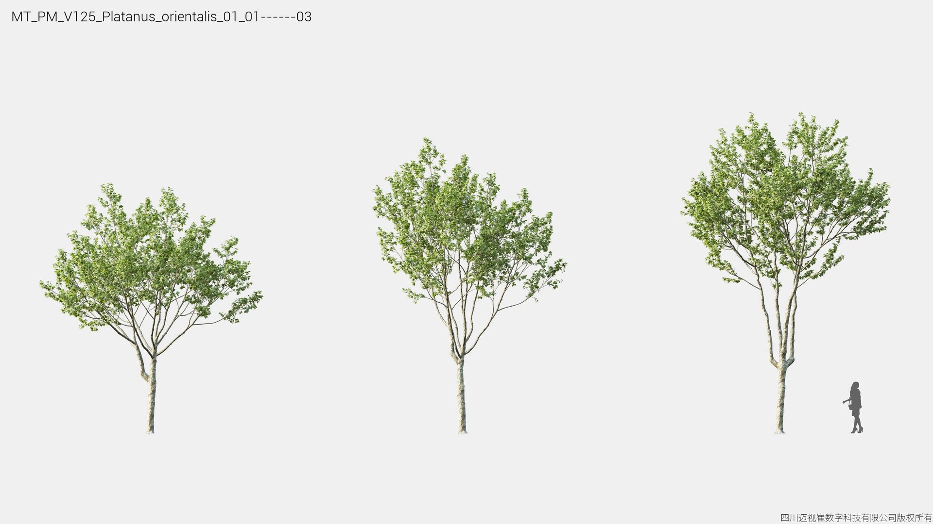 3D Plant Models Vol 125 - Mesh model https://p.turbosquid.com/ts-thumb/Bl/tVQpiv/qT/mt_pm_v125_platanus_orientalis_01_0103/jpg/1788507406/1920x1080/fit_q87/0e107f8d48b708477e125962eff9f9c67457accd/mt_pm_v125_platanus_orientalis_01_0103.jpg
