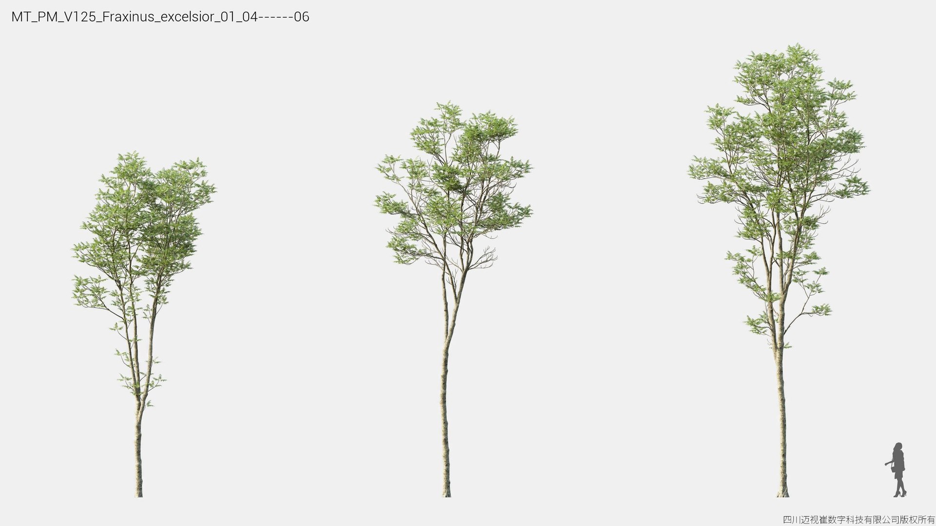 3D Plant Models Vol 125 - Mesh model https://p.turbosquid.com/ts-thumb/Bl/tVQpiv/uO/mt_pm_v125_fraxinus_excelsior_01_0406/jpg/1788507406/1920x1080/fit_q87/5e550030fb1b26544b4c1ef8b297a03699ec26a5/mt_pm_v125_fraxinus_excelsior_01_0406.jpg