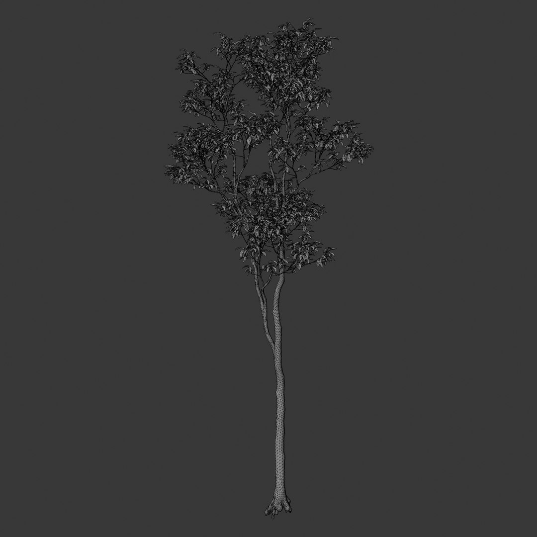 3D Plant Models Vol 125 - Mesh model https://p.turbosquid.com/ts-thumb/Bl/tVQpiv/yP/mt_pm_v125_castanea_sativa_01_01_wireframe_front/png/1788508874/1920x1080/fit_q87/5b8e5f9a0e70102c64a100596bed319ce079a88c/mt_pm_v125_castanea_sativa_01_01_wireframe_front.jpg