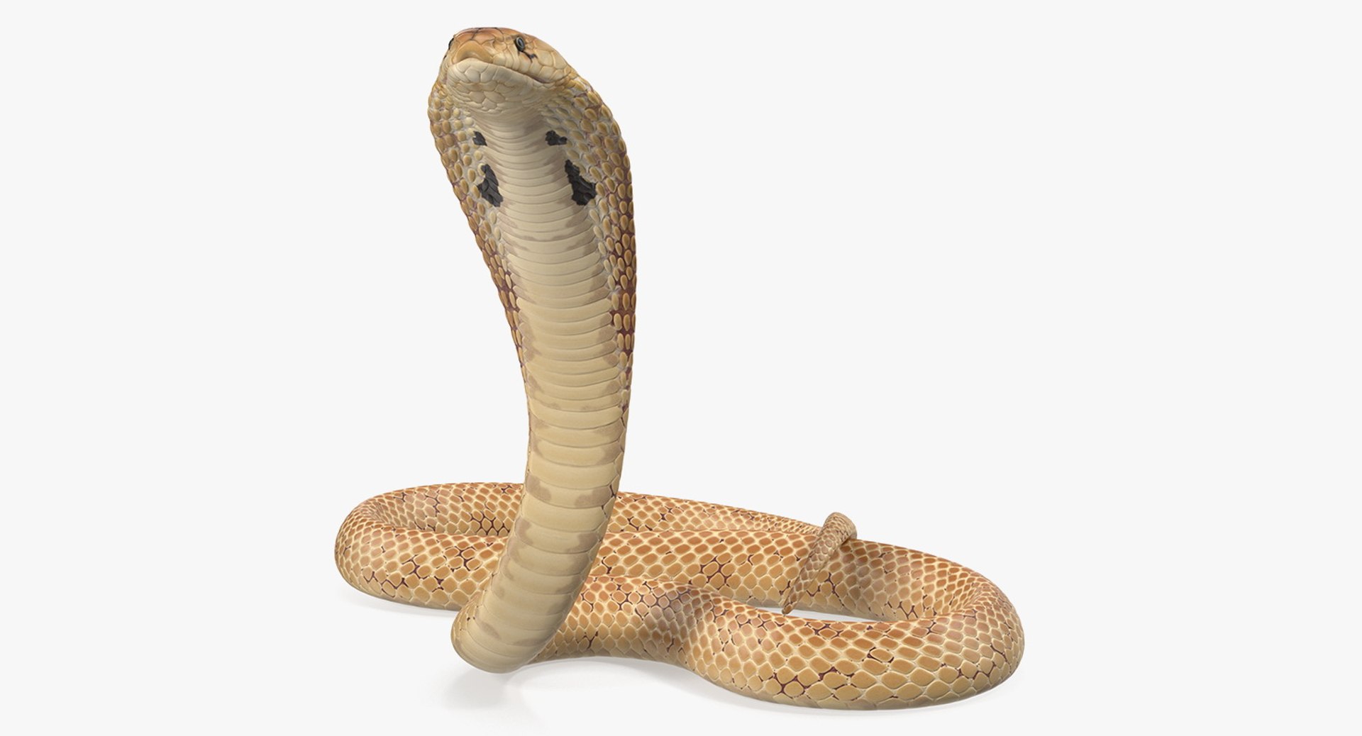 Light Skin Cobra Rigged for Cinema 4D 3D model preview