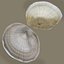 photorealistic seashells 3D model