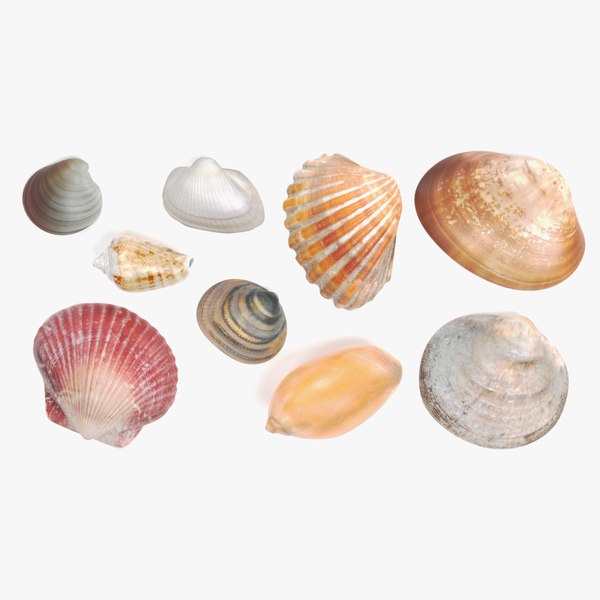 photorealistic seashells 3D model