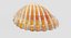 photorealistic seashells 3D model