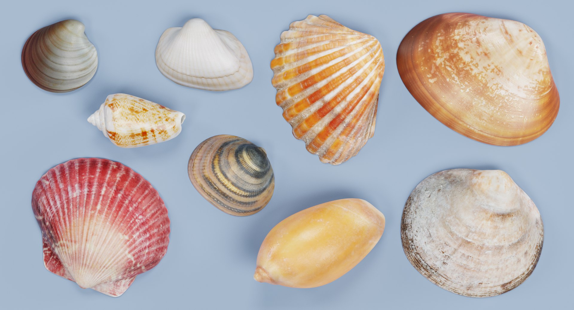 Photorealistic seashells 3D model - TurboSquid 1229531