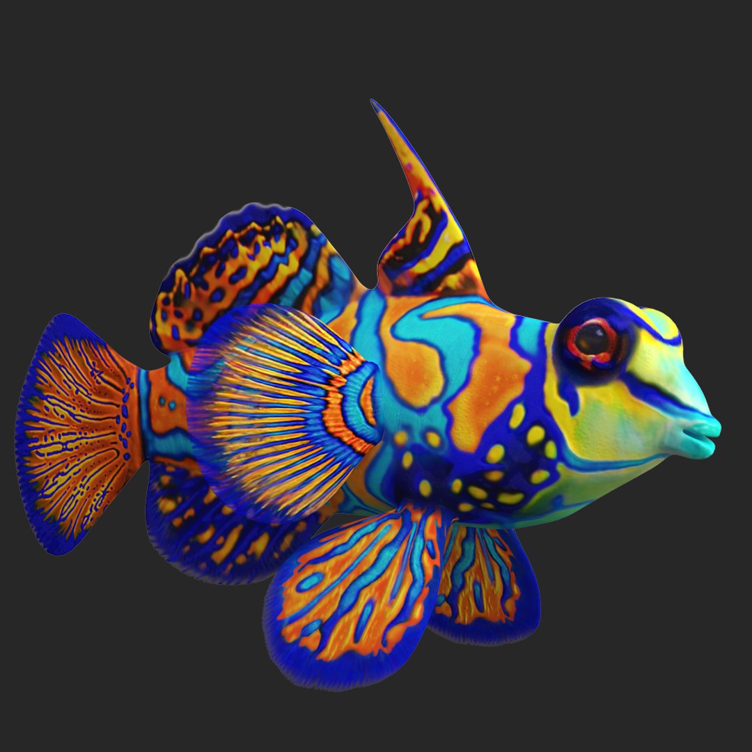 Mandarinfish fish 3D model - TurboSquid 1306922