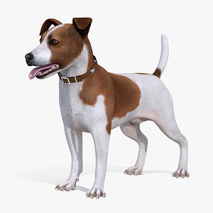 Spotted Jack Russell Terrier Attention Pose