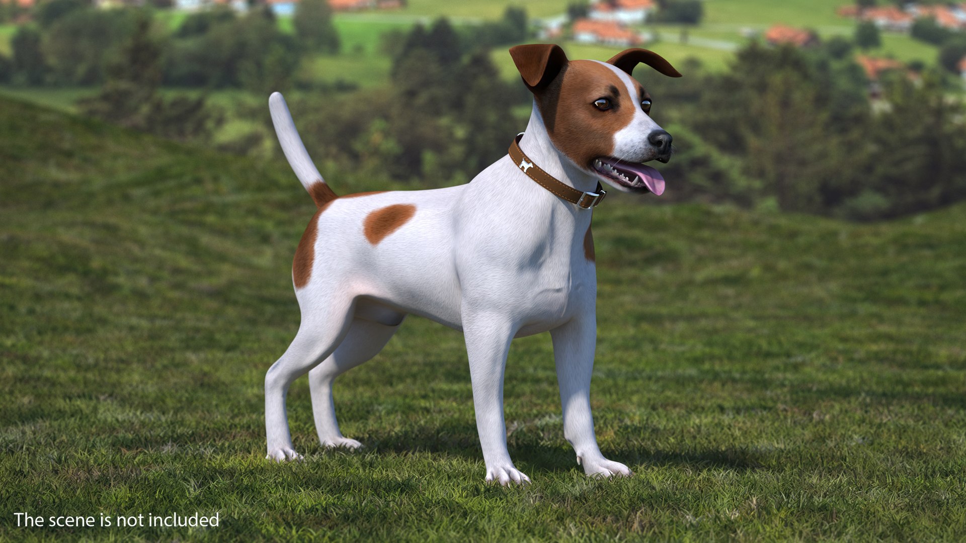 Spotted Jack Russell Terrier Attention Pose 3D model preview