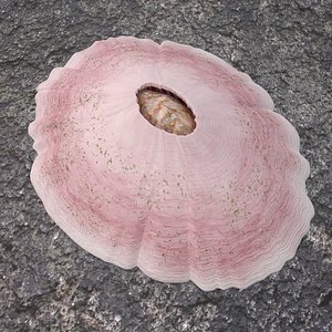 Perforate barnacle