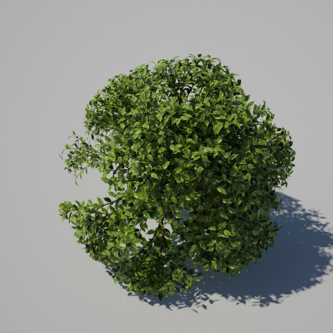 3d Model Ficus Tree