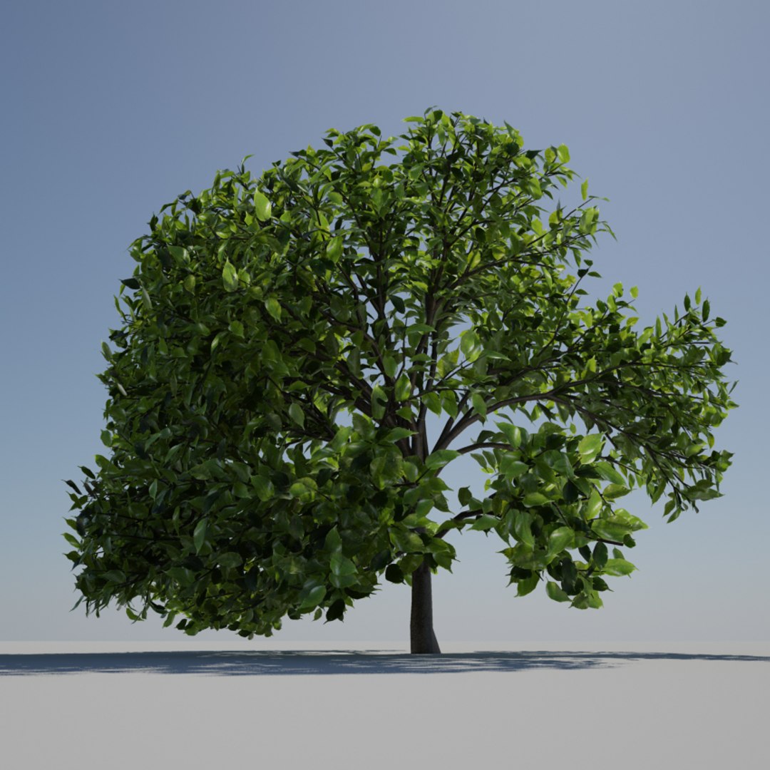 3d Model Ficus Tree