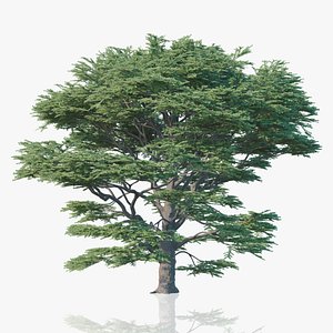 Cedrus Libani - Big Cedar Trees