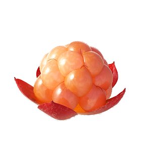 cloudberry fruit 3D model