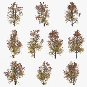 Mountain Maple Trees in Fall Collection