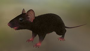 Rat 3D model