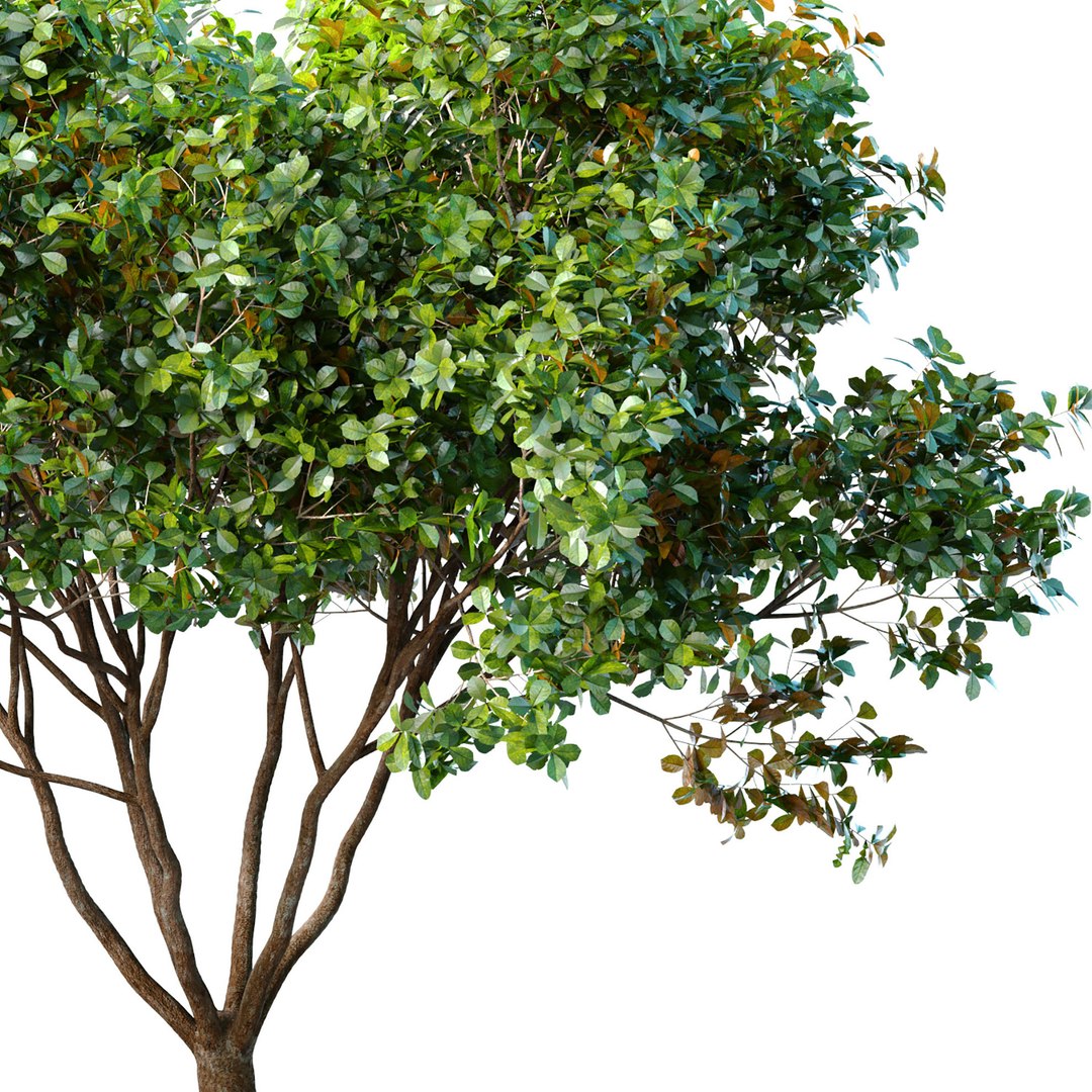 3D Decorative Evergreen Garden Street Tree https://p.turbosquid.com/ts-thumb/Bm/G4wVIJ/BI/3ddd2/jpg/1702402060/1920x1080/fit_q87/e397be332ddfa3be0586148cb3f02e988337b23e/3ddd2.jpg