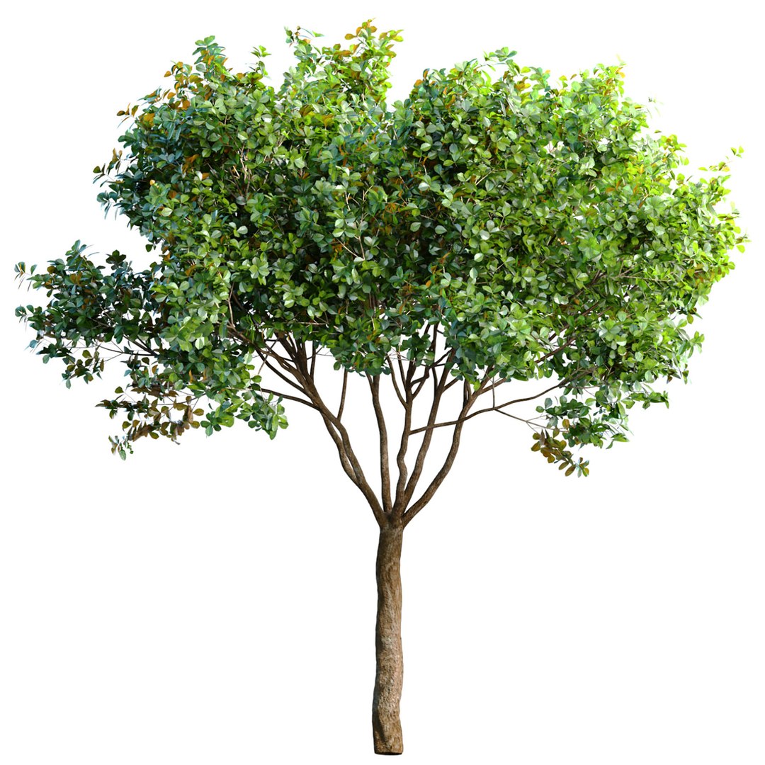 3D Decorative Evergreen Garden Street Tree https://p.turbosquid.com/ts-thumb/Bm/G4wVIJ/Gp/ff12/jpg/1702402084/1920x1080/fit_q87/32f3cd9e9d8f3659ba289846288a06273cd0204b/ff12.jpg