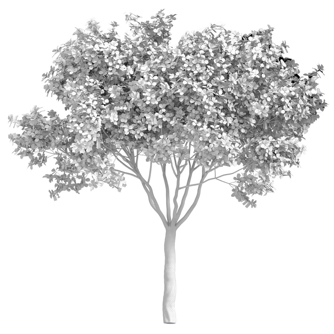 3D Decorative Evergreen Garden Street Tree https://p.turbosquid.com/ts-thumb/Bm/G4wVIJ/Mb/ff11/jpg/1702402085/1920x1080/fit_q87/e17f635deebef46c2a4fd078fc272bbabc107784/ff11.jpg