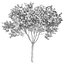 Árbol de hoja perenne decorativo de la calle del jardín