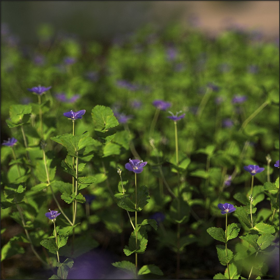3d creeping veronica model