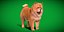 Cachorro Chow Chow