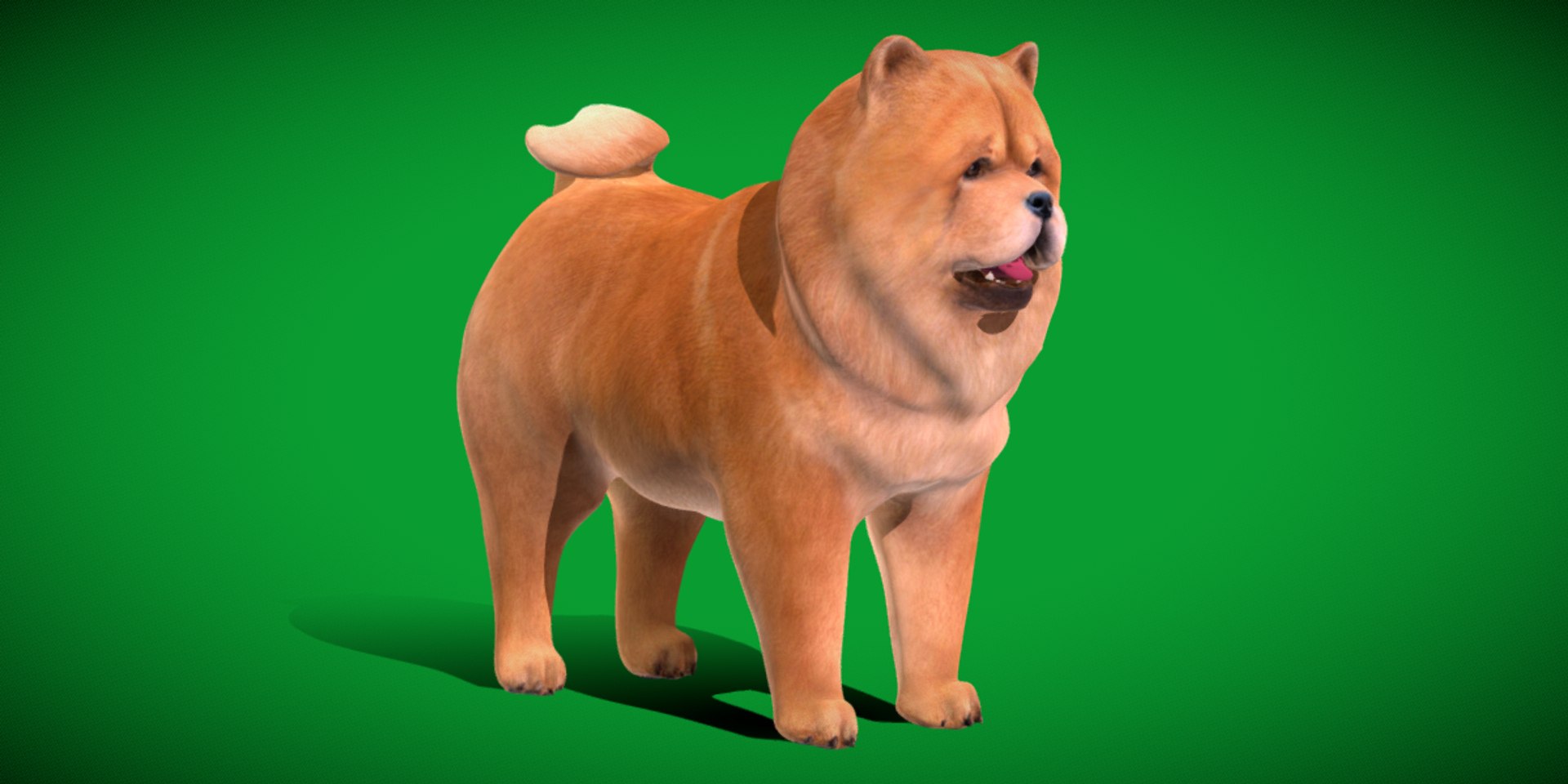 3D Chow Chow Dog https://p.turbosquid.com/ts-thumb/Bm/KNiFMS/4r/chow_chow_dog_breed7/png/1747519752/1920x1080/fit_q87/543693149c9fc8c5958717e642d2dc577b6a75d2/chow_chow_dog_breed7.jpg