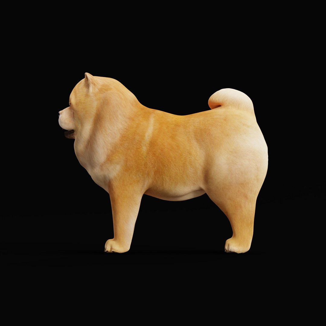 3D Chow Chow Dog https://p.turbosquid.com/ts-thumb/Bm/KNiFMS/HE/chowchowdogao_0002/jpg/1747519781/1920x1080/fit_q87/50eef34bc6d8cfd53c6eb6d2c6c1bf41debf47cb/chowchowdogao_0002.jpg