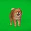 Cachorro Chow Chow