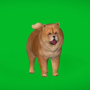 Chow Chow Dog