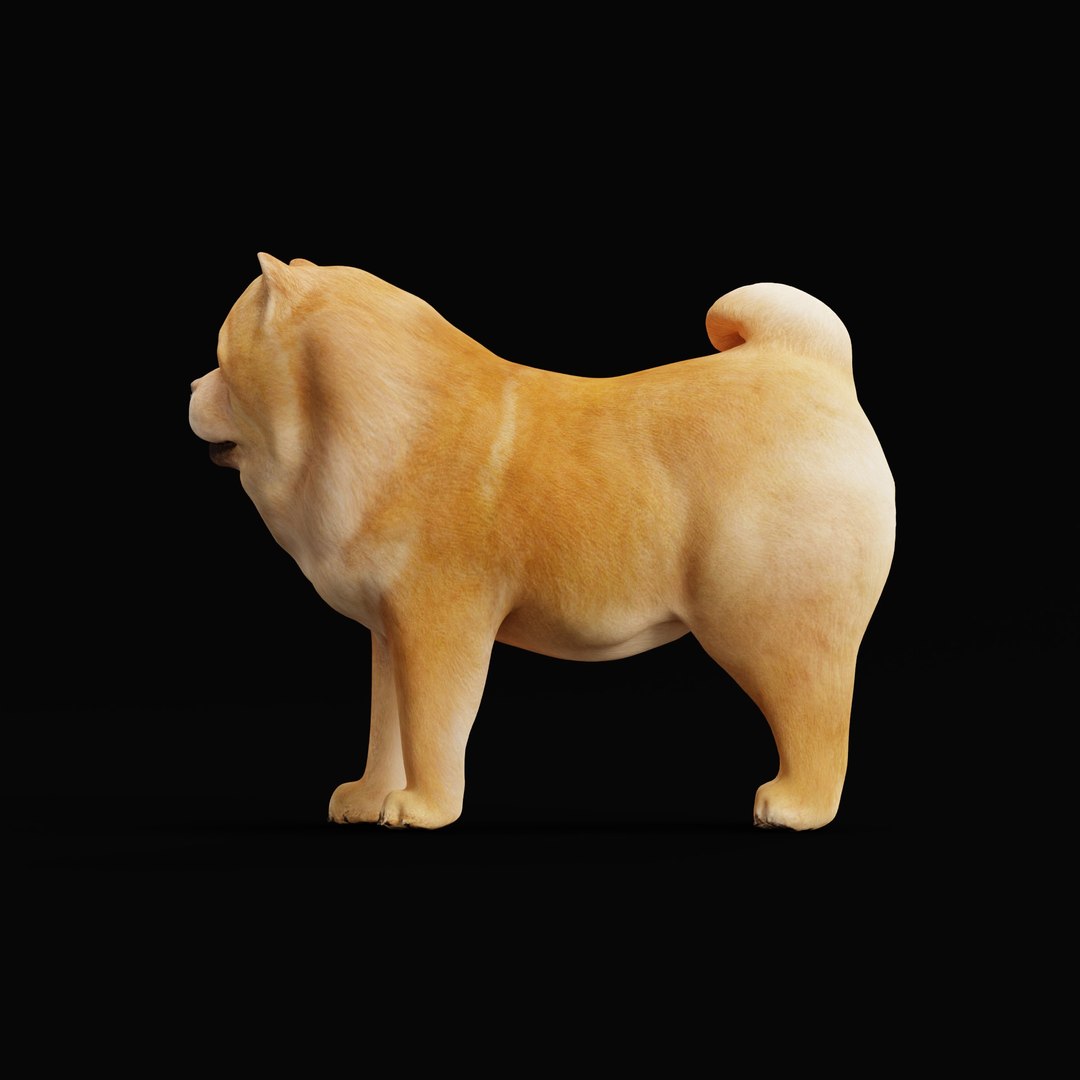 3D Chow Chow Dog https://p.turbosquid.com/ts-thumb/Bm/KNiFMS/M1/chowchowdogao_0005/jpg/1747519783/1920x1080/fit_q87/41745a2052886328fe7a34fd595484c4b87b6218/chowchowdogao_0005.jpg