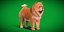 Cachorro Chow Chow
