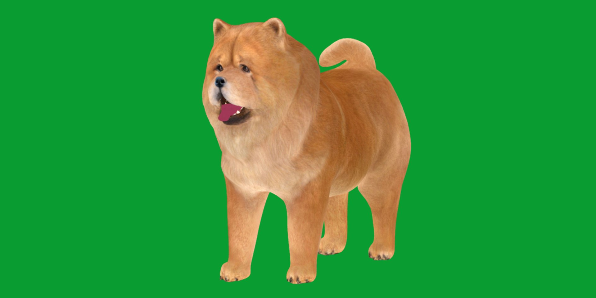 3D Chow Chow Dog https://p.turbosquid.com/ts-thumb/Bm/KNiFMS/qS/chow_chow_dog_breed5/png/1747519751/1920x1080/fit_q87/9ff5ef4fc63574bc6323140f7af78ca9c254711c/chow_chow_dog_breed5.jpg