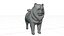 Cachorro Chow Chow