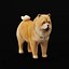 Cachorro Chow Chow