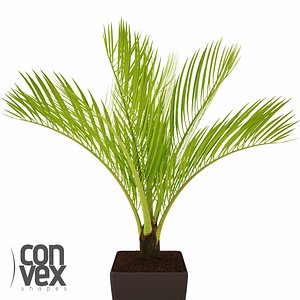 Potted Plants 14