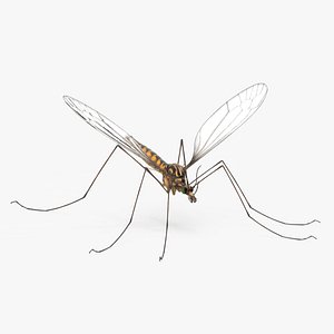 Mosquito Hawk Crane Fly Gollywhopper
