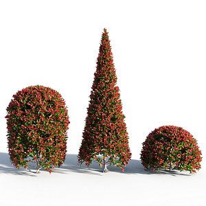 3D photinia fraseri robin