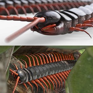 Wild Scolopendra For Blender 3D