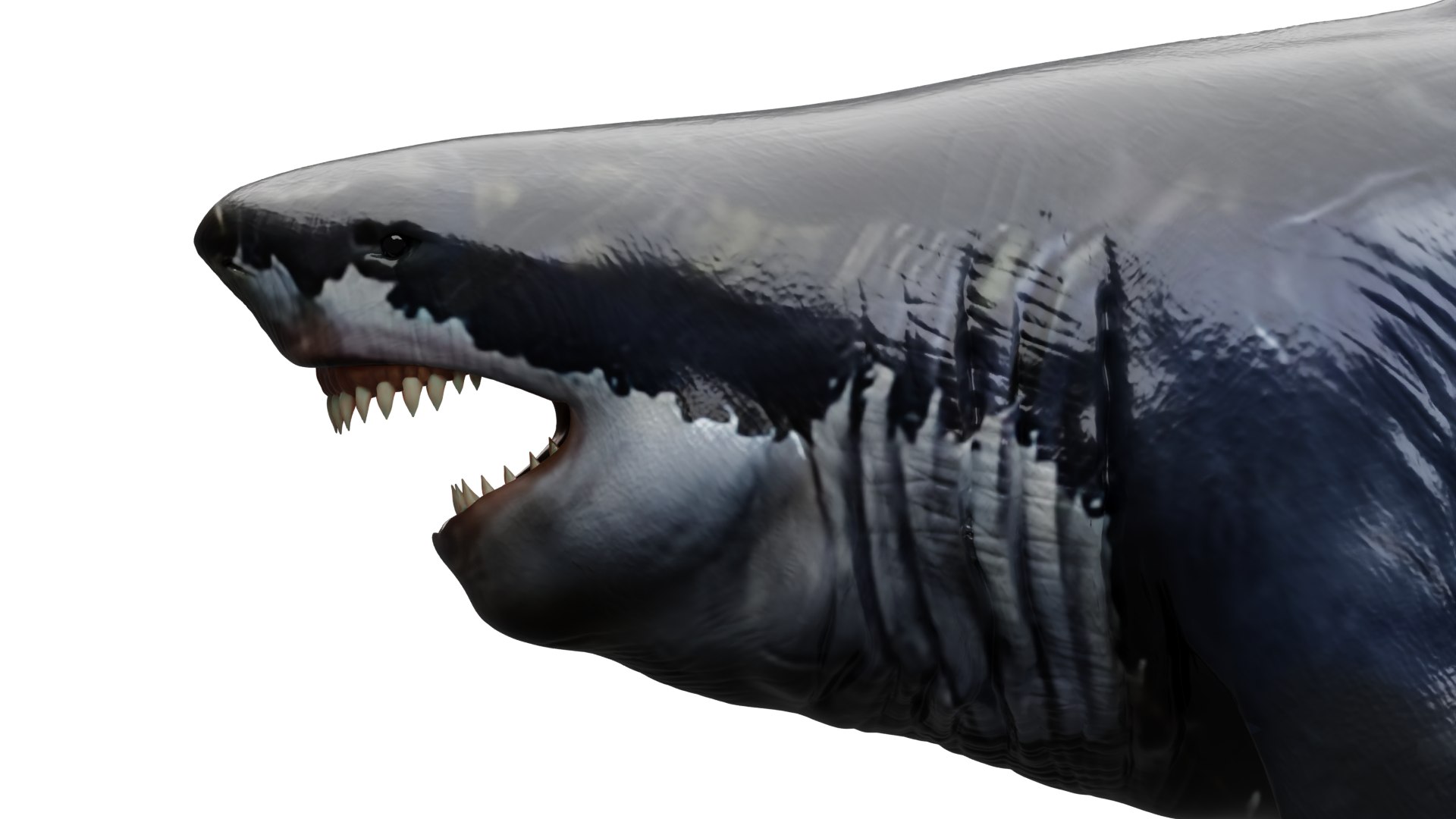 3D Shark 3d Model model https://p.turbosquid.com/ts-thumb/Bm/xnyUKl/7n/head/png/1736093687/1920x1080/fit_q87/3e95447c91ed02ebb20c3e6f2e51c39fb1569077/head.jpg