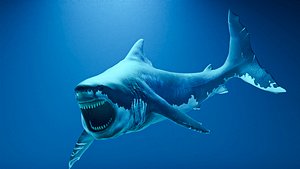 3D Shark 3d Model model