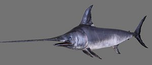 swordfish fish 3d model