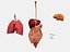 Anatomia - Modelo 3D de baixa poligonagem de músculos e órgãos