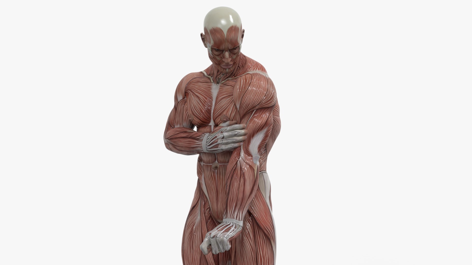 3D Anatomy - Muscle And Organs low-poly 3d model https://p.turbosquid.com/ts-thumb/Bn/Hyc5pD/4v/1/png/1768803702/1920x1080/fit_q87/9ee69bd68442f5ec4e3b2c9adbeb5bf643658403/1.jpg