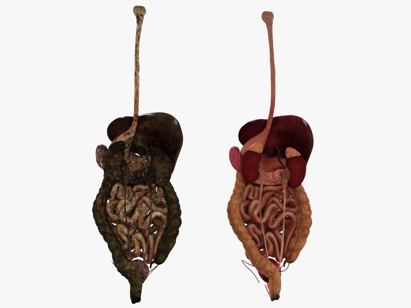 3D Anatomy - Muscle And Organs low-poly 3d model https://p.turbosquid.com/ts-thumb/Bn/Hyc5pD/7K/healthyunhealthy7/jpg/1768803730/1920x1080/fit_q87/3c64cc823aec36ca5befacb259671eb0d9146890/healthyunhealthy7.jpg