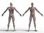 Anatomia - Modelo 3D de baixa poligonagem de músculos e órgãos