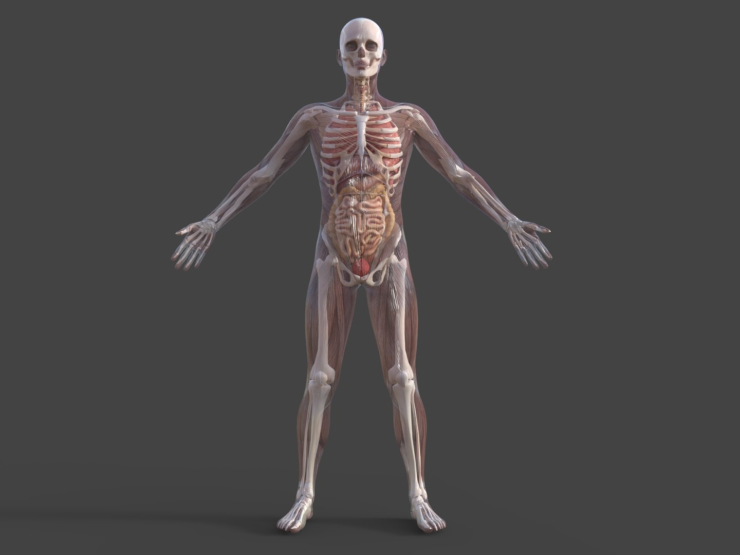 3D Anatomy - Muscle And Organs low-poly 3d model https://p.turbosquid.com/ts-thumb/Bn/Hyc5pD/FM/a/jpg/1768803707/1920x1080/fit_q87/f80fb53d6cde24bd0f2988b0d4a2e201d4a3fe82/a.jpg