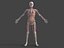 Anatomia - Modelo 3D de baixa poligonagem de músculos e órgãos