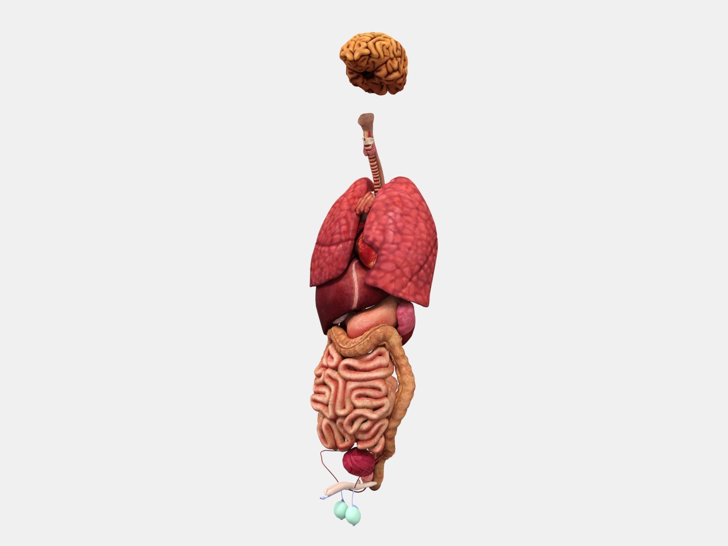 3D Anatomy - Muscle And Organs low-poly 3d model https://p.turbosquid.com/ts-thumb/Bn/Hyc5pD/Fl/inter/jpg/1768803732/1920x1080/fit_q87/179f55945e031b93fc1662400d9cc5a65607c2ab/inter.jpg