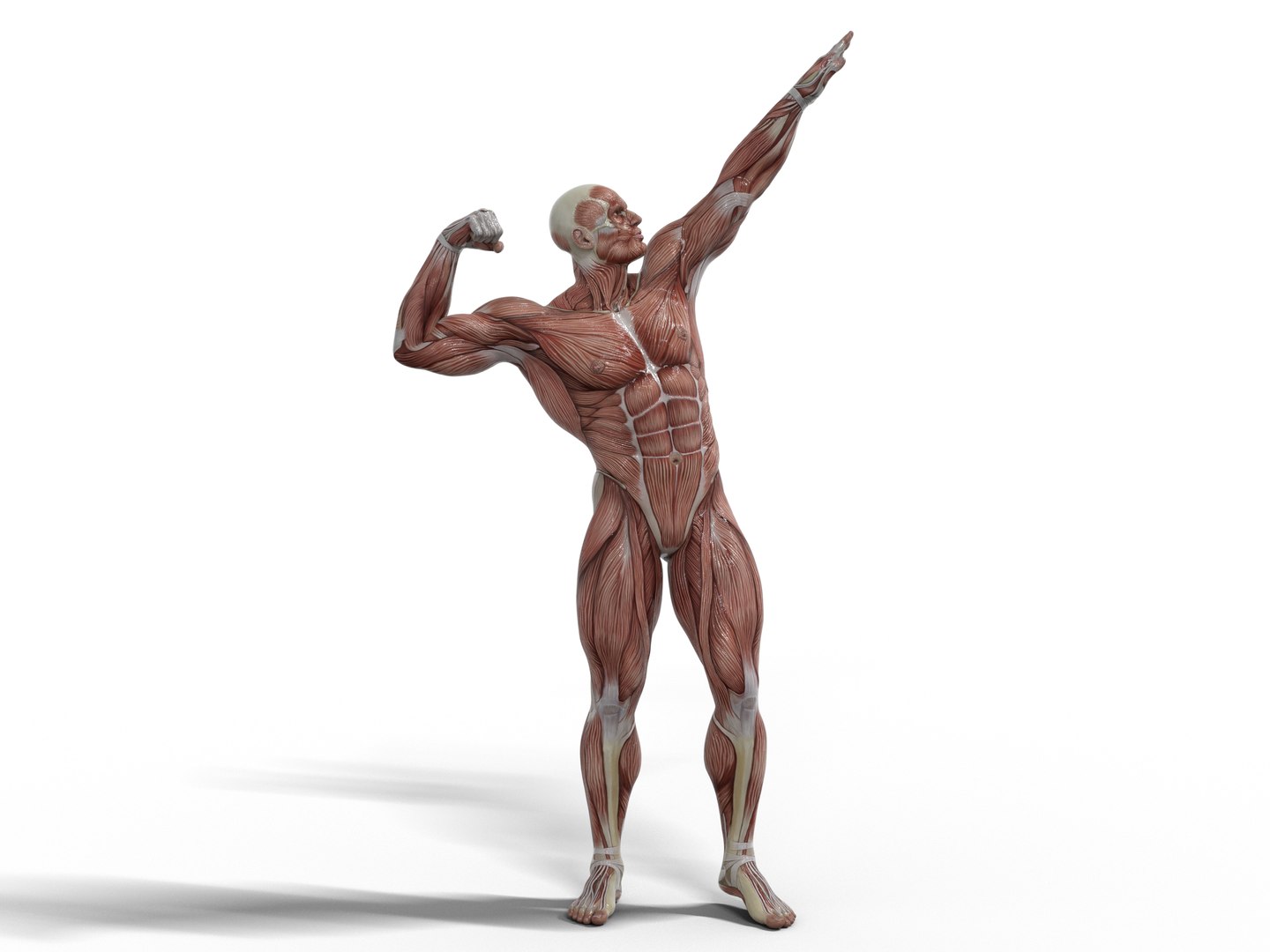 3D Anatomy - Muscle And Organs low-poly 3d model https://p.turbosquid.com/ts-thumb/Bn/Hyc5pD/J4/main3/png/1768803658/1920x1080/fit_q87/62ae17e2b4b4a0fd563668a039c210e8b3a7ad0f/main3.jpg