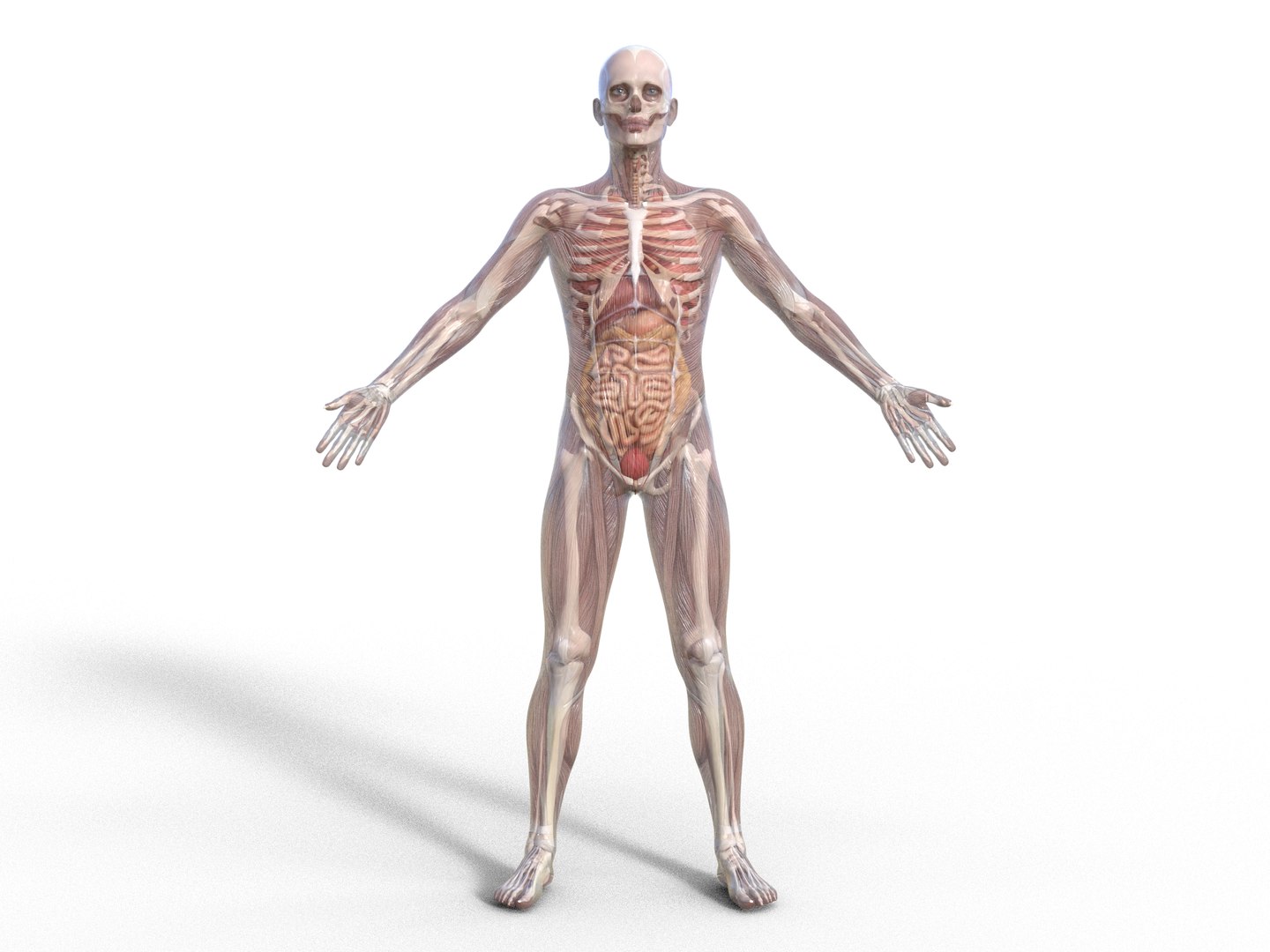 3D Anatomy - Muscle And Organs low-poly 3d model https://p.turbosquid.com/ts-thumb/Bn/Hyc5pD/KG/antomy/png/1768803712/1920x1080/fit_q87/977d248a5815ce5e53ff6bc52062263eda237be4/antomy.jpg
